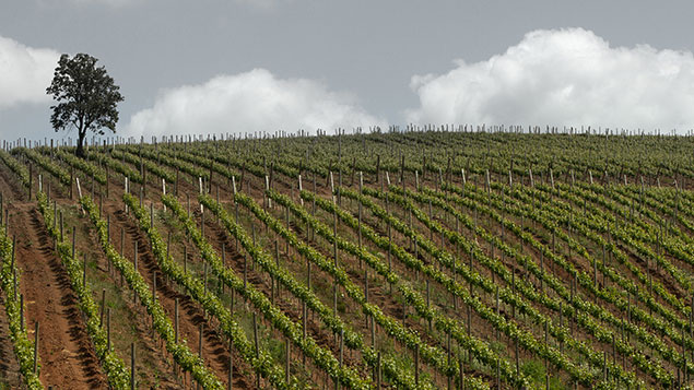 Natural Conditions Santa Tierra Wines